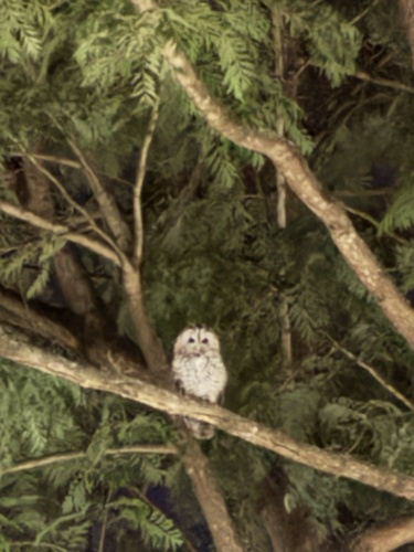 Tawny Owl