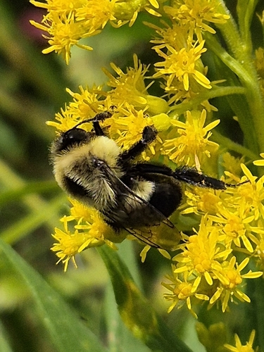 Common Eastern Bumble Bee