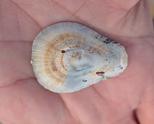 Patella cochlear, 2026-09-11