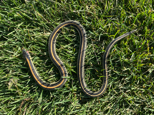 Plains Garter Snake