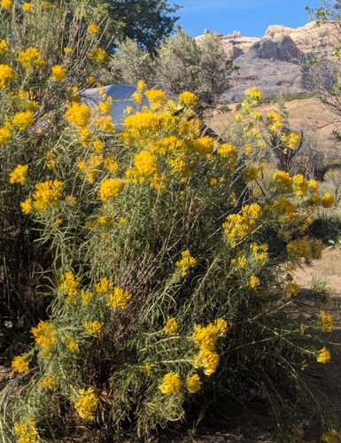 Rubber Rabbitbrush
