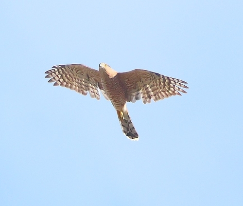 Cooper's Hawk