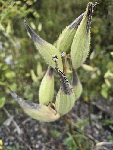 common milkweed