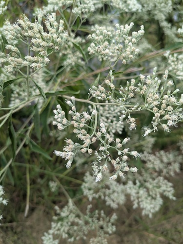 late boneset