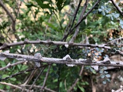 Mezoneuron brachycarpum