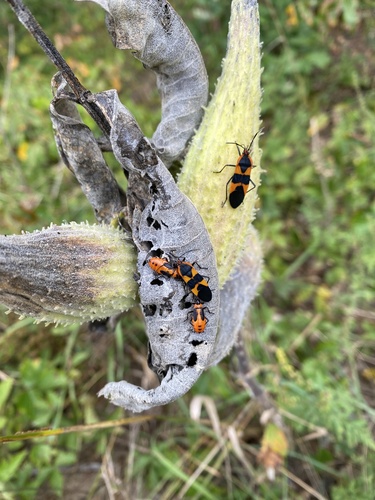 Large Milkweed Bug