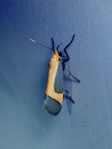 Angel Lichen Moth