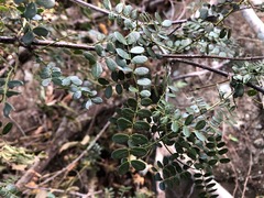 Mezoneuron brachycarpum