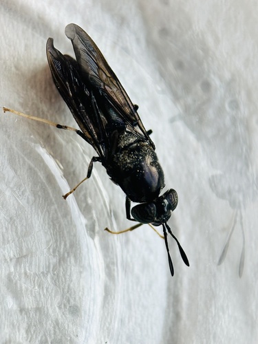 Black Soldier Fly