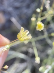 Eremogone macradenia