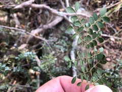 Mezoneuron brachycarpum