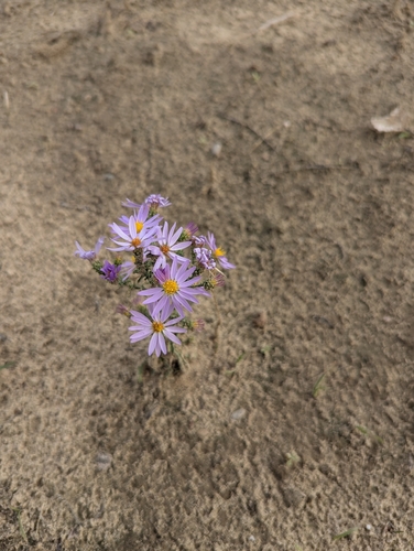 Hoary Tansyaster