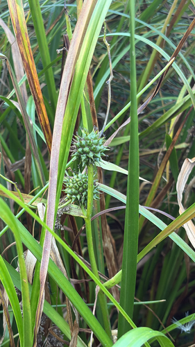 big bur-reed