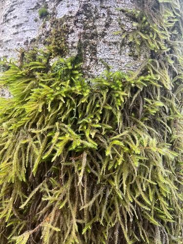 Lanky Moss