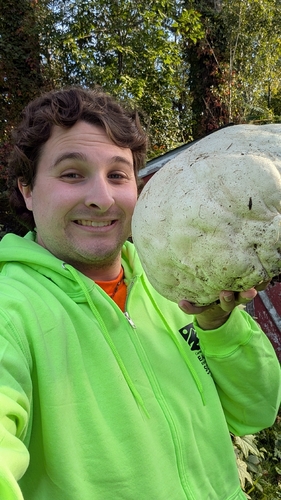 giant puffball