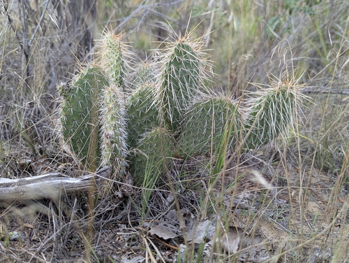 Plains Pricklypear
