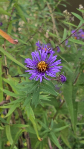 New England aster