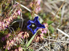 Gentiana clusii