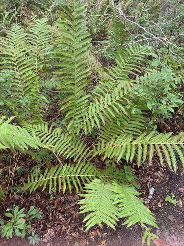 cinnamon fern