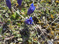 Gentiana clusii