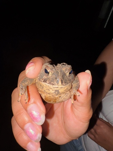 American Toad