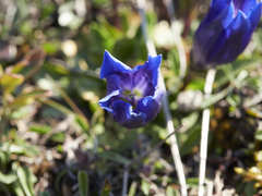 Gentiana clusii