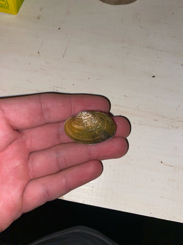 Wavyrayed Lampmussel