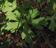 Geranium caespitosum, photograph (c) Wendy McCrady, some rights reserved (CC BY)