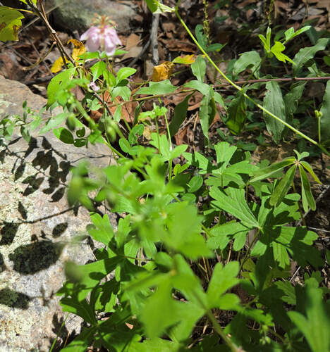 Geranium caespitosum, photograph 5