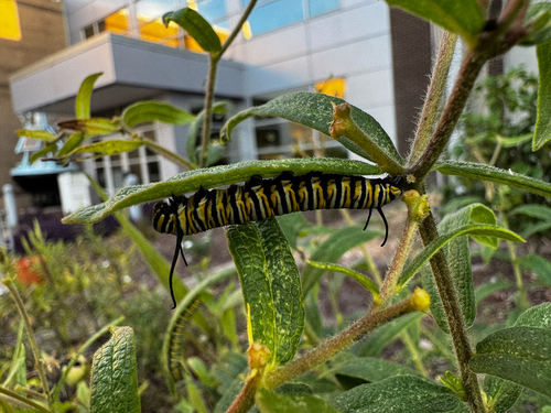 Monarch