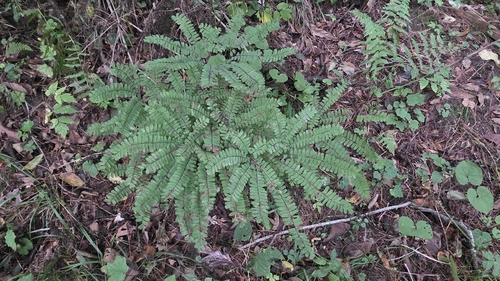 northern maidenhair fern