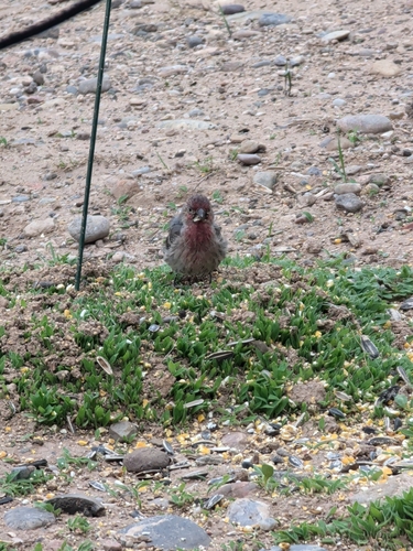 House Finch