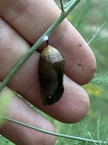 Monarch