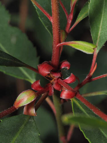 Arbutus arizonica, photograph 2