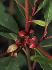 Arbutus arizonica, photograph (c) Wendy McCrady, some rights reserved (CC BY)
