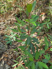 Arbutus arizonica