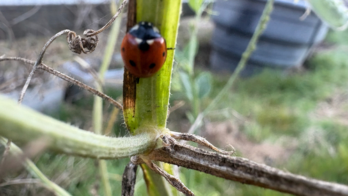 Seven-spotted Lady Beetle