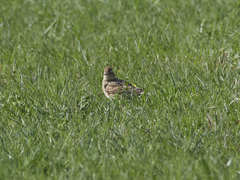 Alauda arvensis arvensis