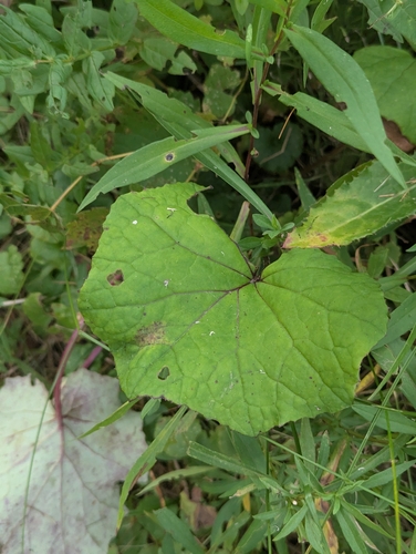 colt's-foot