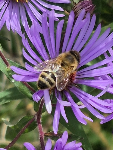 Western Honey Bee