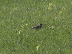 Alauda arvensis arvensis