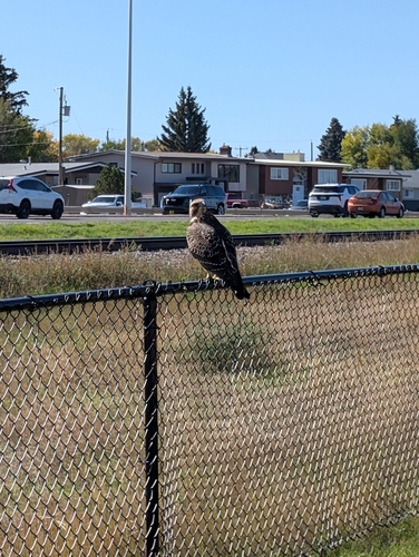 Swainson's Hawk