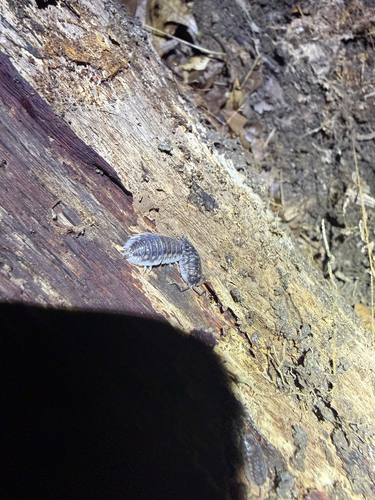 Common Shiny Woodlouse