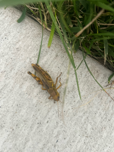 Differential Grasshopper