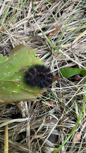 Giant Leopard Moth