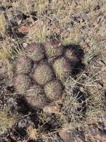 Columbia Plateau Cactus