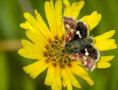 Heliothodes diminutiva