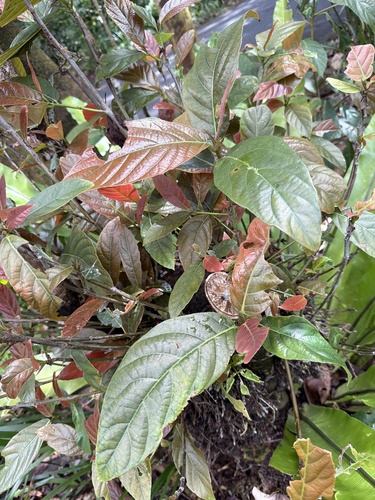 Ficus congesta observed 2026-09-22