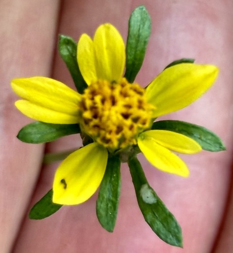 Bidens bipinnata