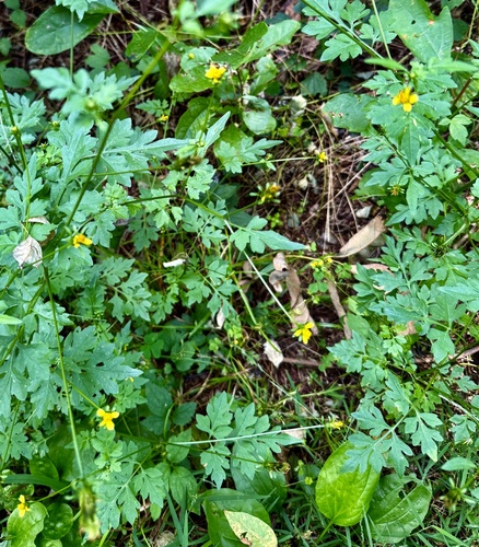 Bidens bipinnata, photograph 2